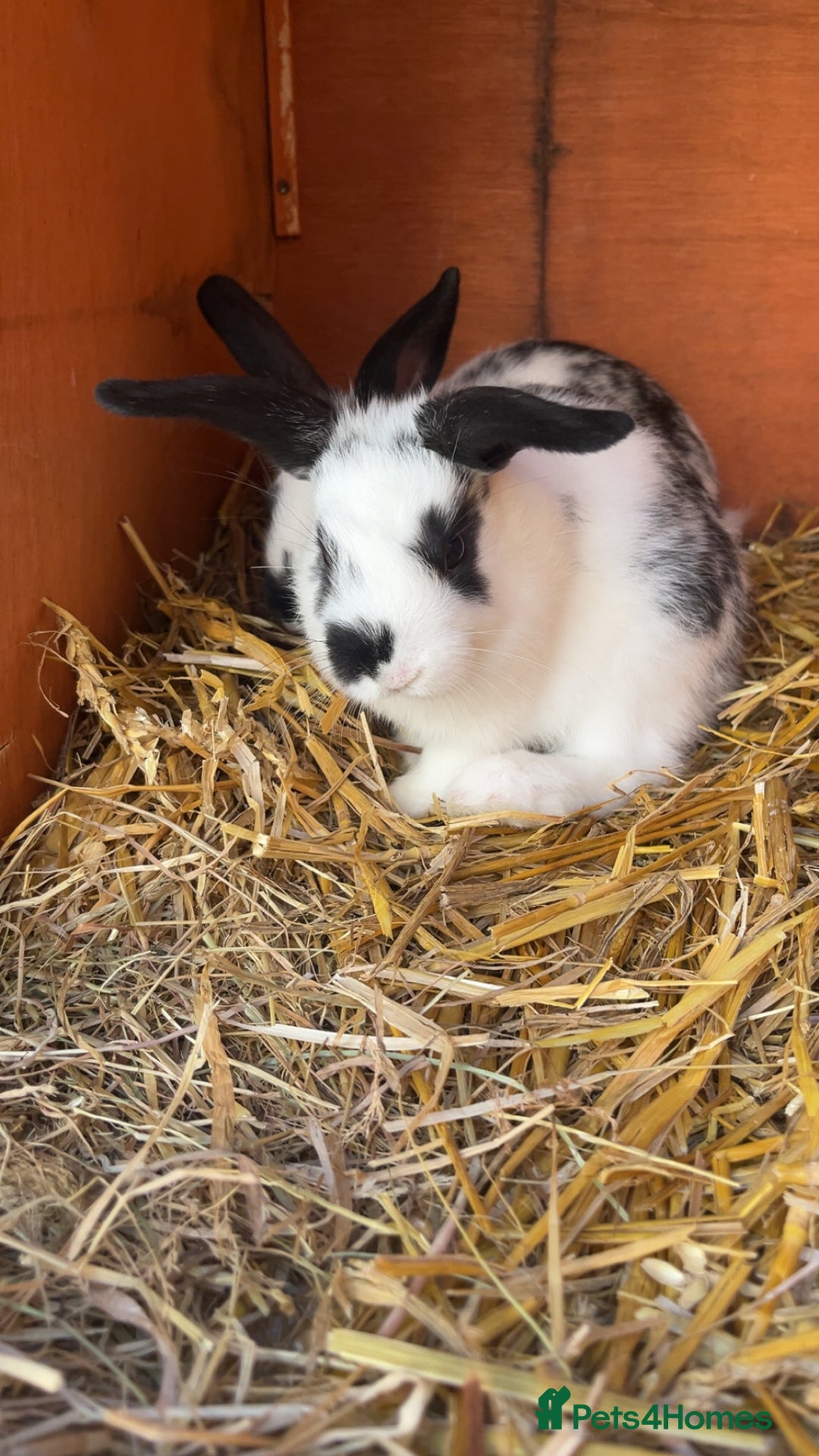 Mixed Breed rabbits for sale: 4 baby rabbits  - Image 4