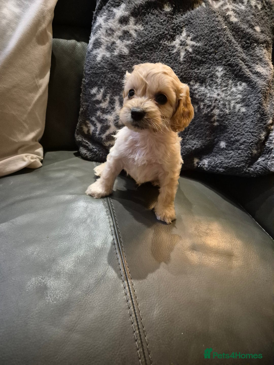 Cockapoo dogs for sale: F1 cockapoo's - ready next week  - Advert 14