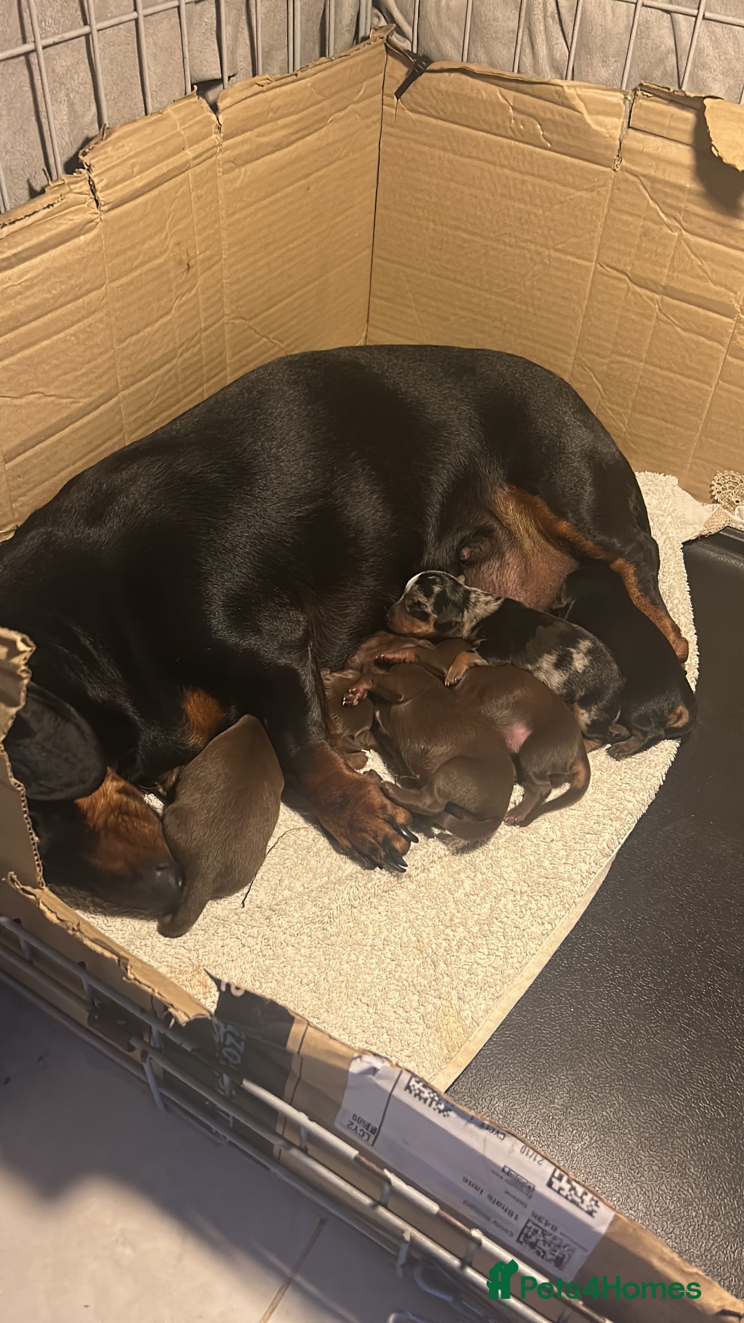 Miniature Dachshund dogs for sale: Miniature Dachshund babies  - Advert 2