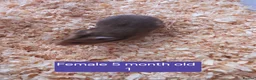Hamster rodents for sale: Syrian hamsters various colours and genders - Advert 2
