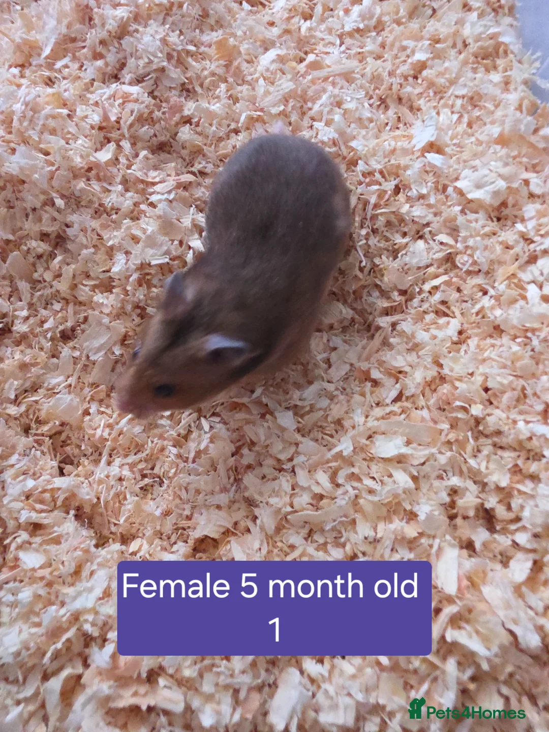 Hamster rodents for sale: Syrian hamsters various colours and genders - Advert 2