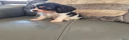 Cavalier King Charles Spaniel dogs for sale: KC Health Clear Cavalier King Charles Boys - Advert 20