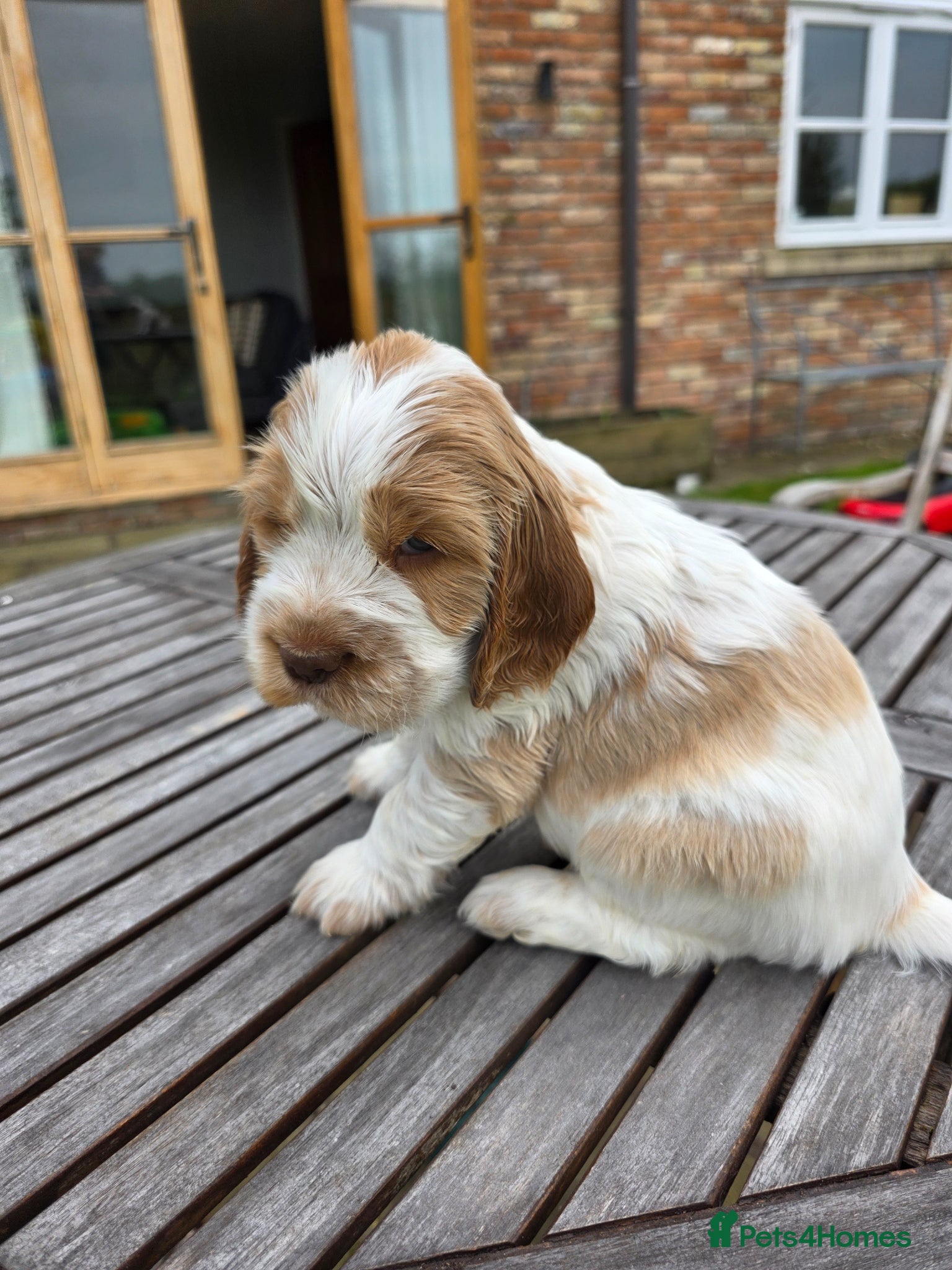 Cocker Spaniel dogs Stunning show cocker spaniels - Advert 8