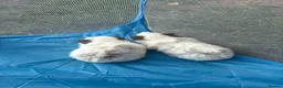 Guinea Pig rodents for sale: Adorable guinea pigs - Advert 2