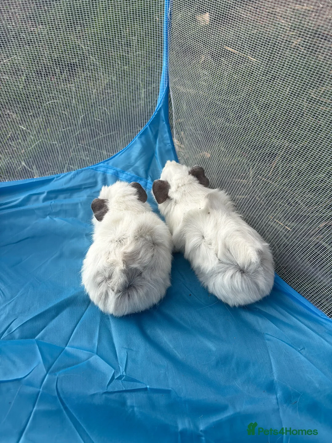 Guinea Pig rodents for sale: Adorable guinea pigs - Advert 2