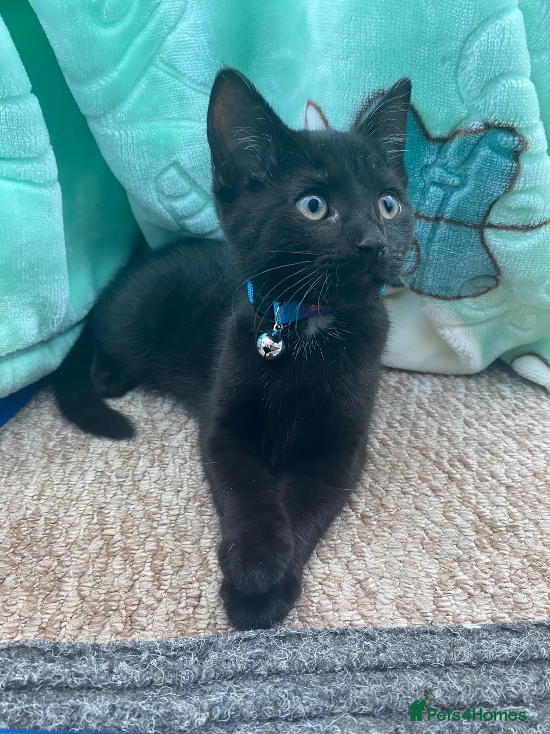 Mixed Breed cats for sale: Beautiful Male Mixed Breed Cat - Advert 6