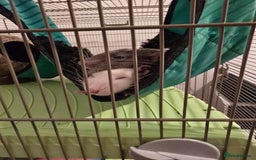 Rat rodents for sale: 2x female rats  - Image 1