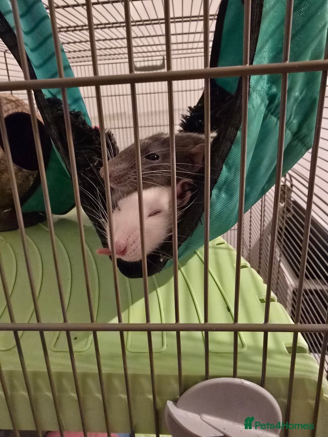 Rat rodents for sale: 2x female rats  - Image 1