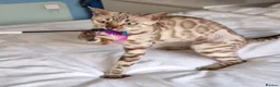Bengal cats for sale: 12 month old female Bengal ready to leave - Advert 20