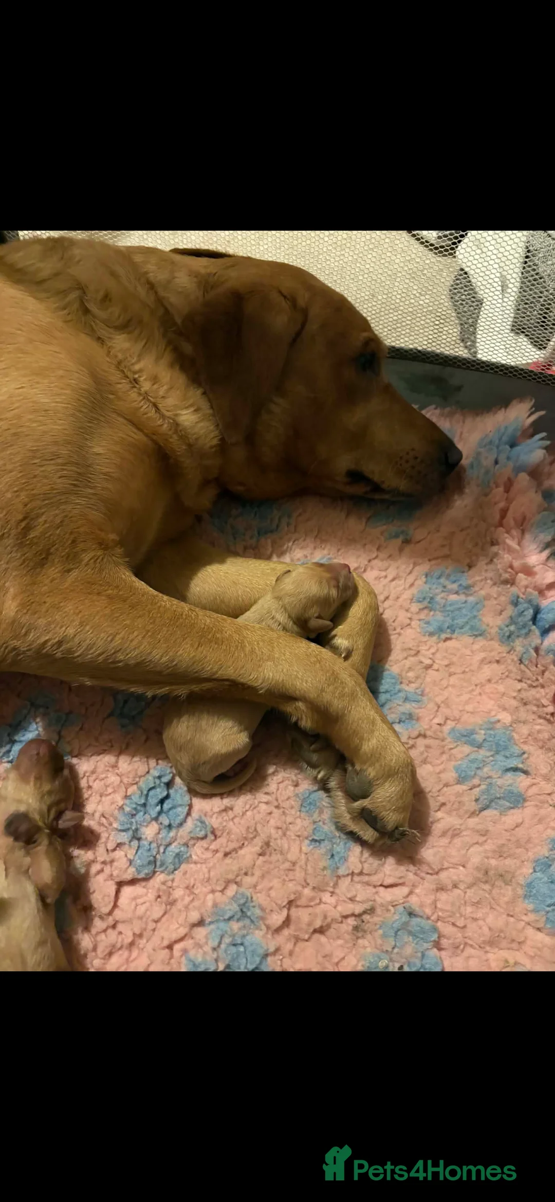 Labradoodle dogs for sale: F1 labradoodle pups by health tested parents - Advert 1