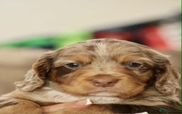 Cockapoo dogs for sale: Adorable Cockerpoo puppies F1B - Image 10