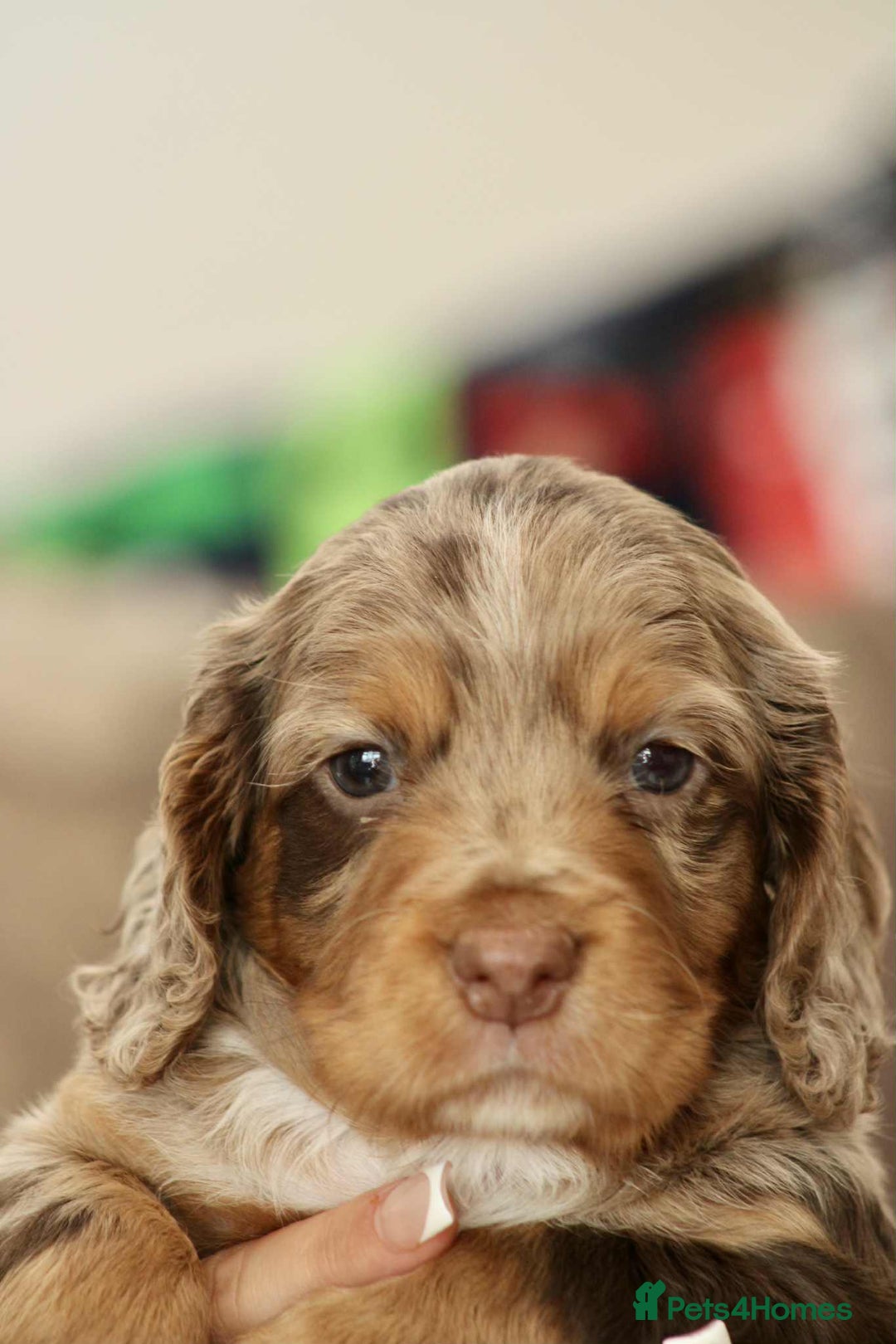 Cockapoo dogs for sale: Adorable Cockerpoo puppies F1B - Image 10