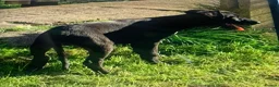 Lurcher dogs for sale: First cross saluki greyhounds  - Advert 14