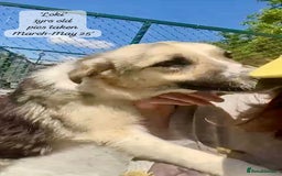 Mixed Breed dogs for adoption: Loki, 1 yr old, male. Reserved stc.  in Brixham - Image 2