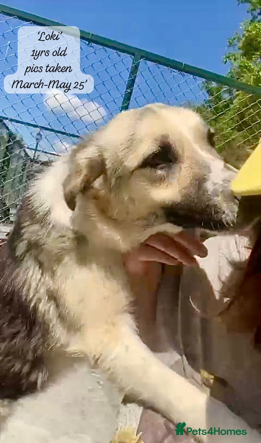Mixed Breed dogs for adoption: Loki, 1 yr old, male. Reserved stc.  in Brixham - Image 2