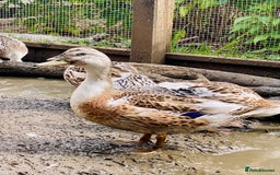 Ducks poultry for sale: Miniature Silver Appleyard Drakes - Image 3