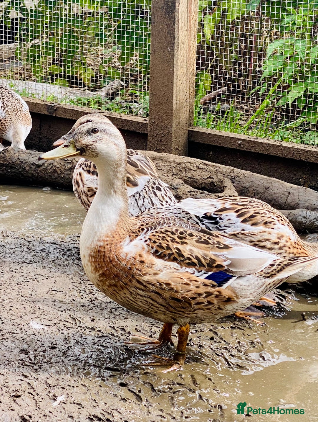 Ducks poultry for sale: Miniature Silver Appleyard Drakes - Image 3