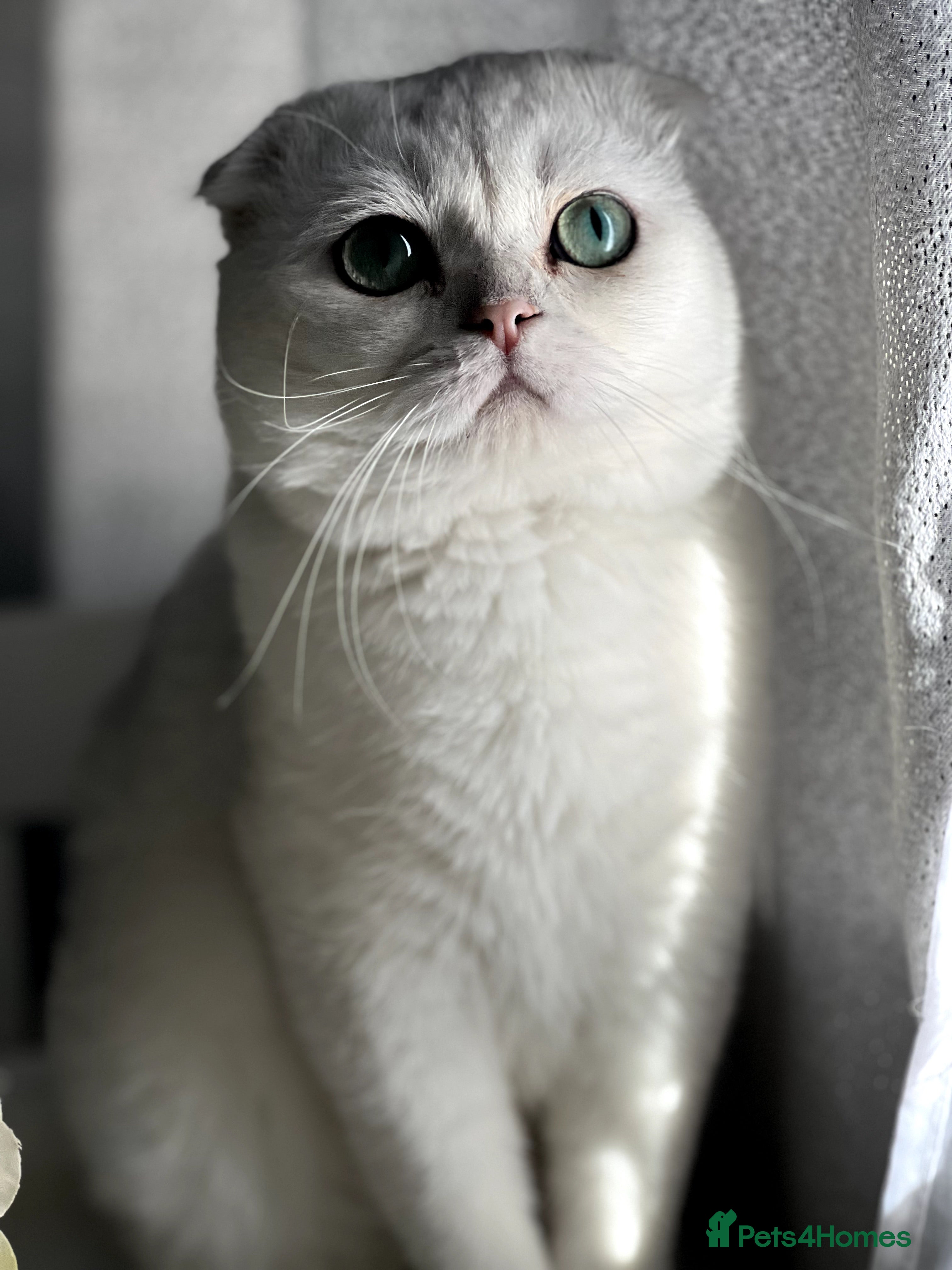 Scottish Fold cats 💎 Rare Silver Scottish Fold Stud Service in Cambridge - Advert 8