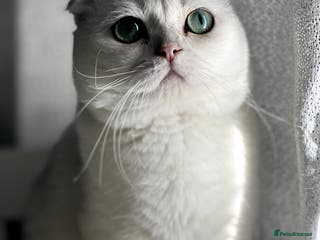 Scottish Fold cats 💎 Rare Silver Scottish Fold Stud Service in Cambridge - Advert 14