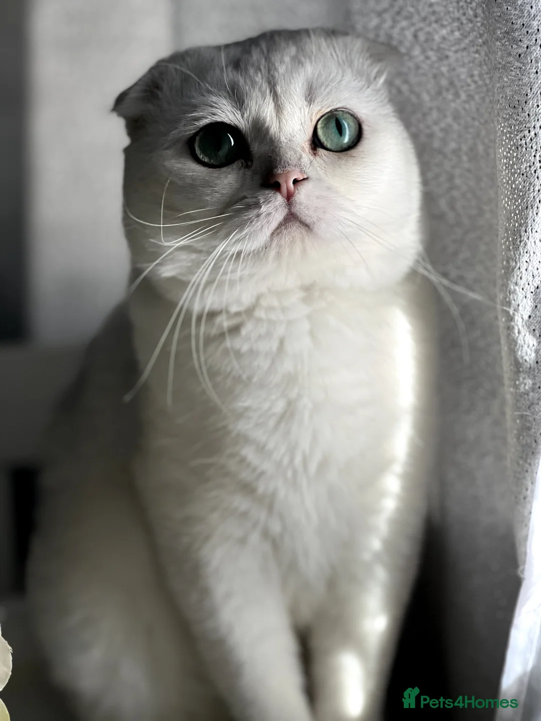 Scottish Fold cats for stud: 💎 Rare Silver Scottish Fold Stud Service in Cambridge - Advert 1
