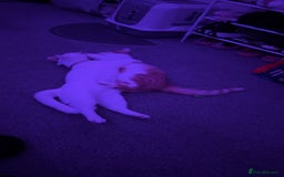 British Shorthair cats for sale: Lexi is ready to get a new home  - Image 2