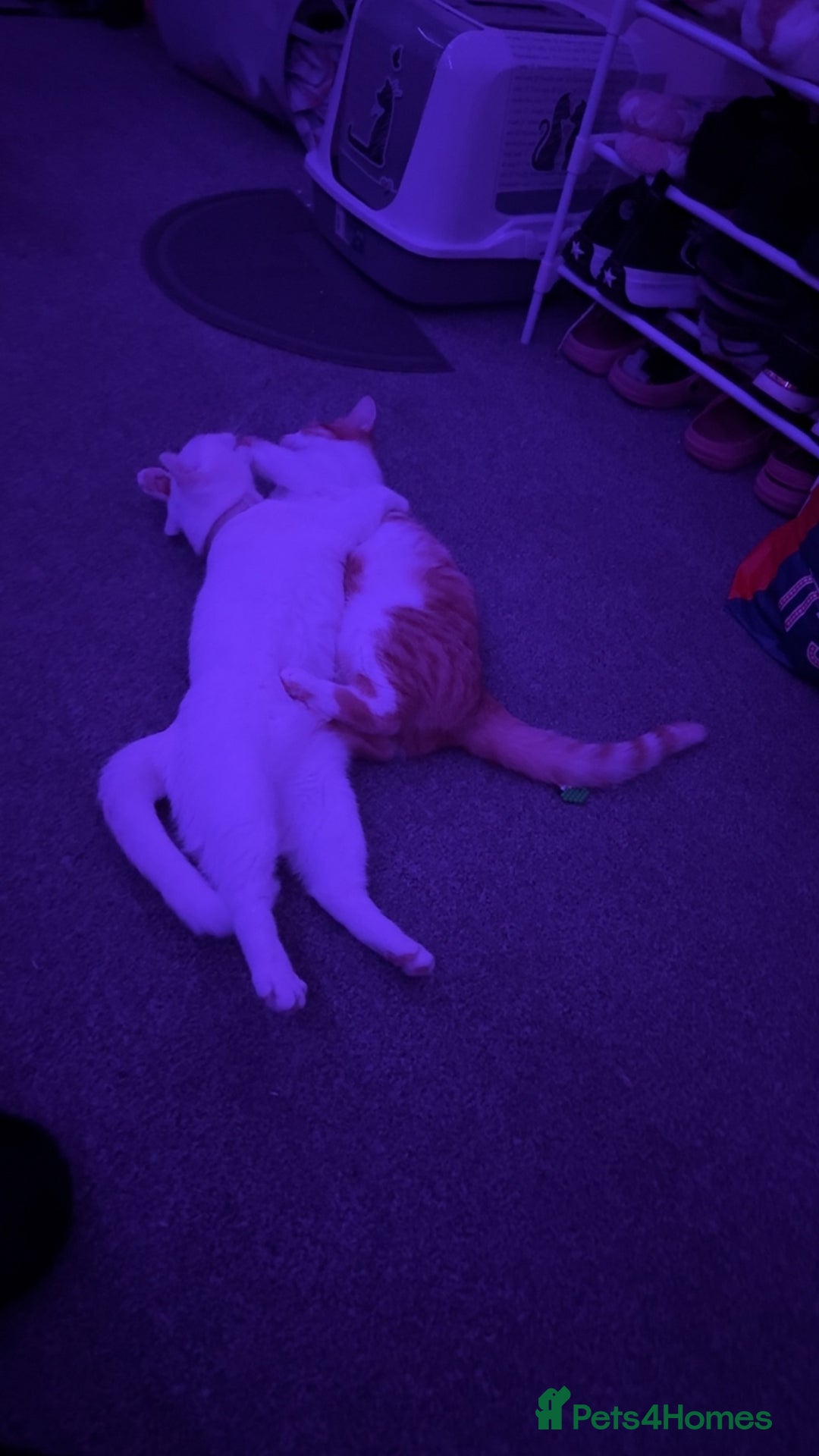 British Shorthair cats for sale: Lexi is ready to get a new home  - Image 2