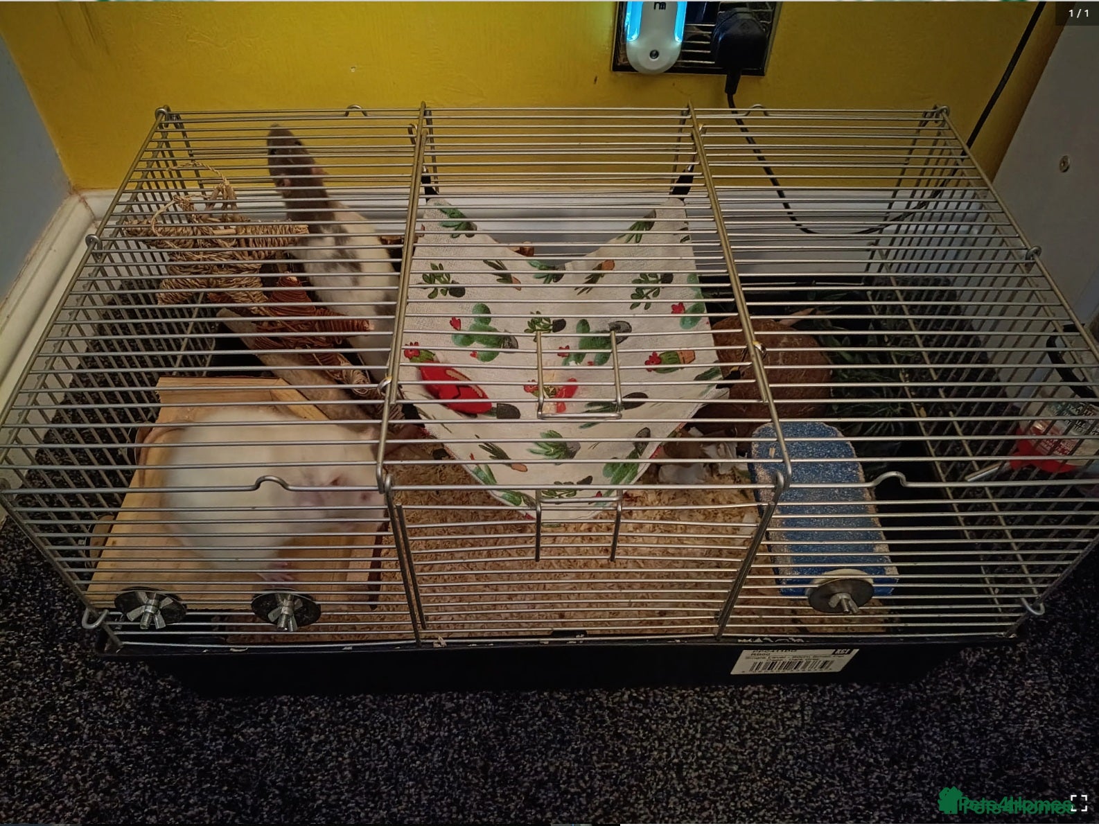 Rat rodents 3 female rats plus cages for sale - Advert 2