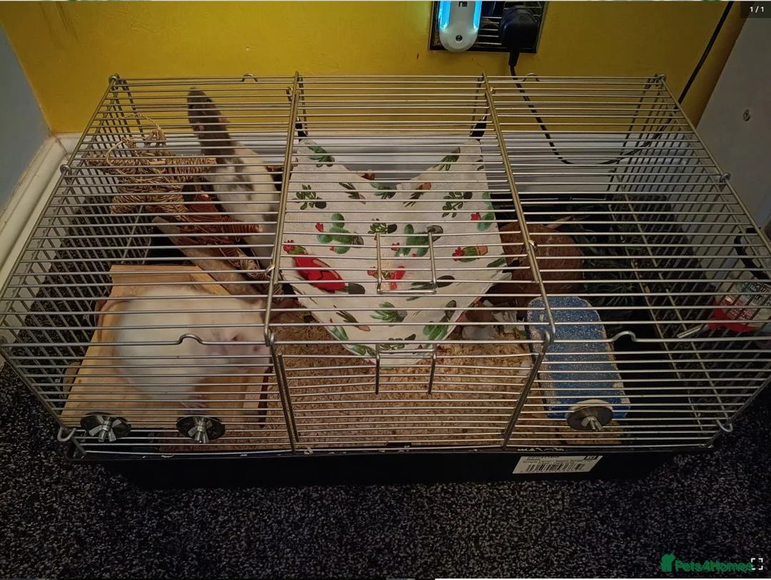 Rat rodents for sale: 3 female rats plus cages for sale in Tamworth - Advert 2