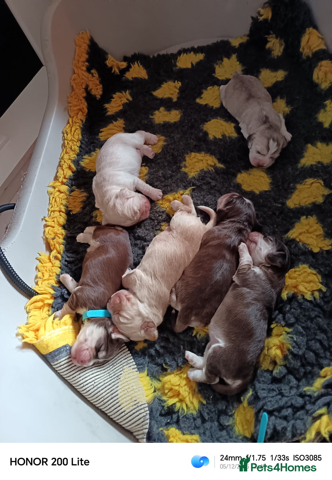 Cocker Spaniel dogs for sale: Show type Cocker Spaniel puppies - Advert 6
