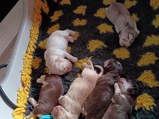 Cocker Spaniel dogs Show type Cocker Spaniel puppies - Advert 13