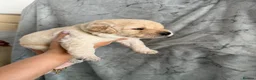 Labrador Retriever dogs for sale: Labrador Puppies Looking For Their Forever Homes  - Advert 28