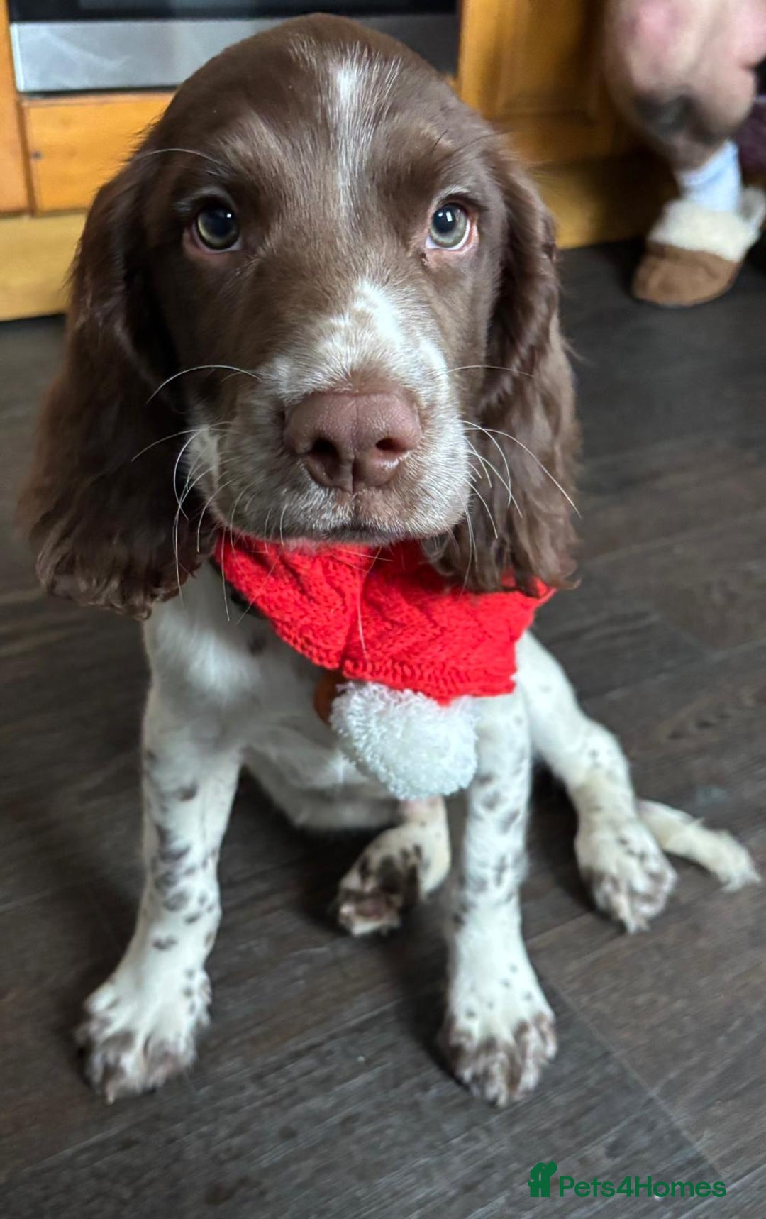 English Springer Spaniel dogs for stud: English Springer Spaniel Stud in Derby - Advert 23