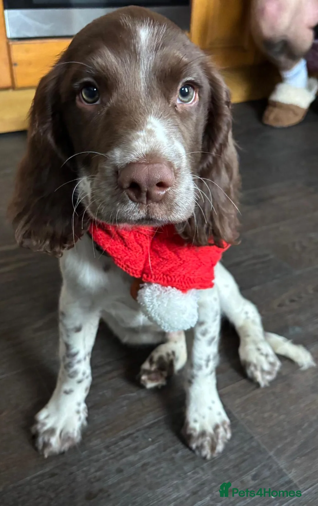 English Springer Spaniel dogs for stud: English Springer Spaniel Stud in Derby - Advert 23