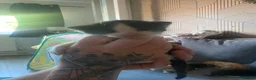 Domestic Shorthair cats for sale: Beautiful kittens for sale in Leicester - Advert 8