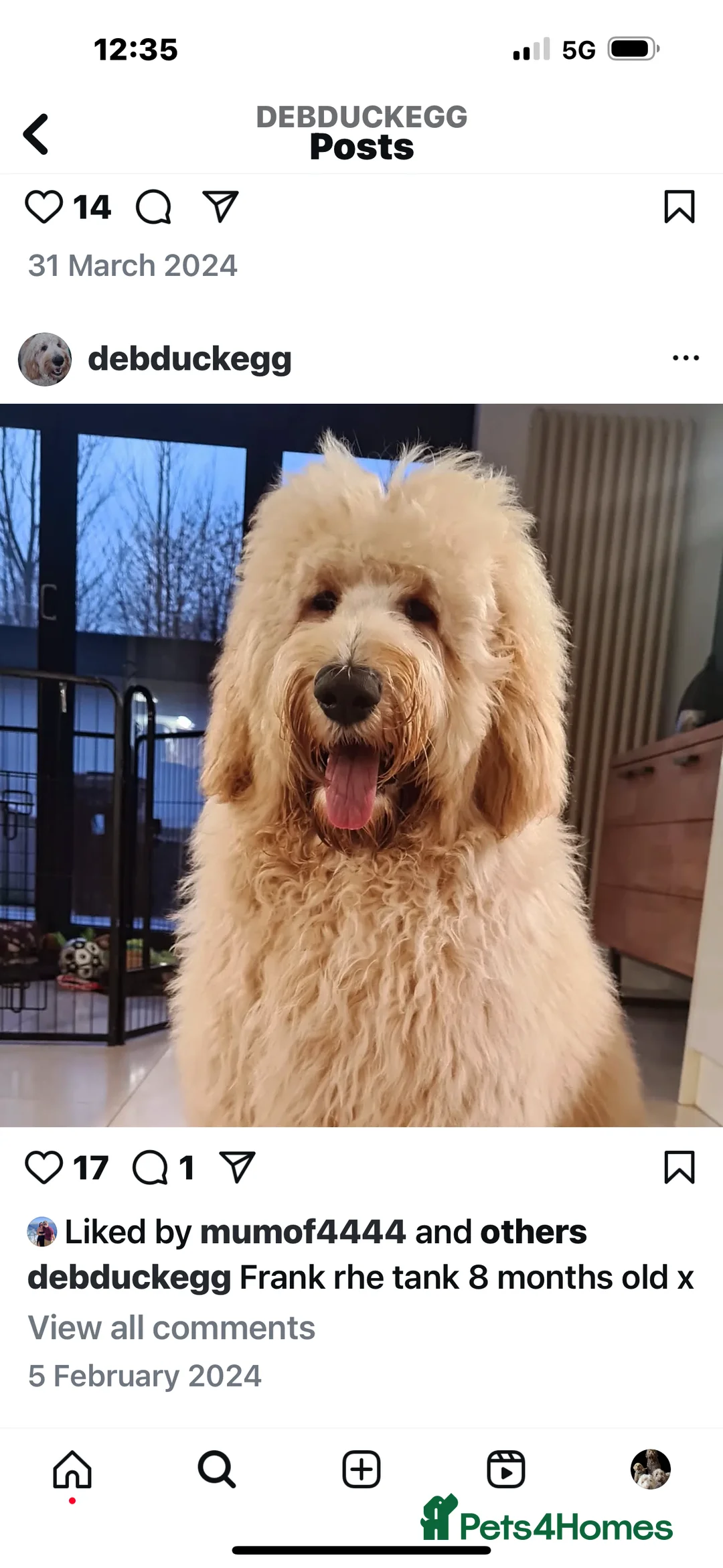 Goldendoodle dogs for stud: Goldendoodle Standard size (proven)  in Manchester - Advert 31