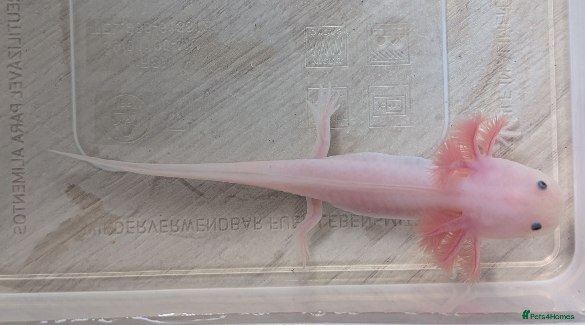 Axolotl reptiles Juvanile Leucistic Axolotls - Available Now - Advert 1