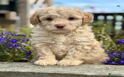 Cavapoo dogs for sale: Beautiful Cavapoo pups  - Image 4