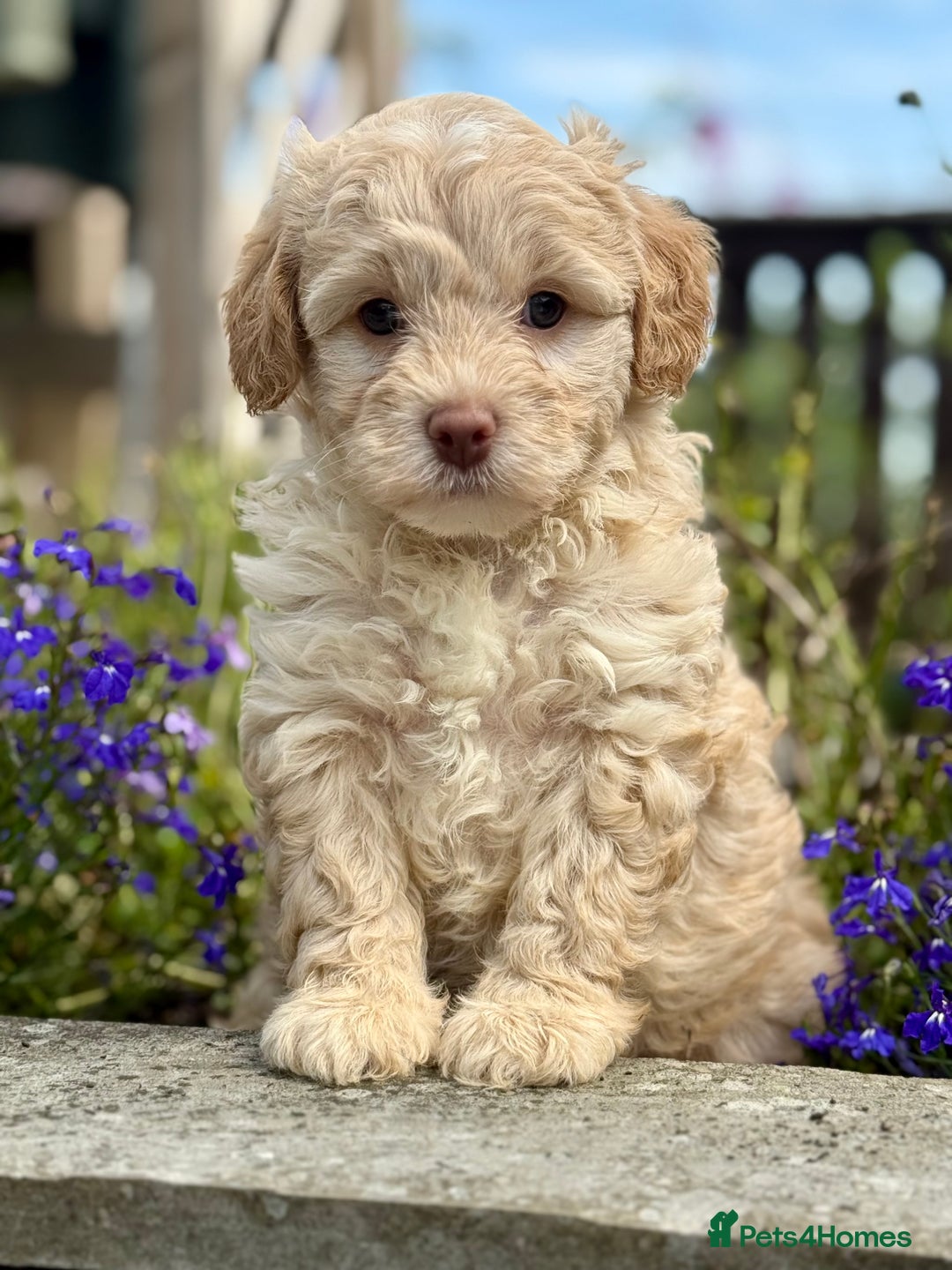 Cavapoo dogs for sale: Beautiful Cavapoo pups  - Image 4