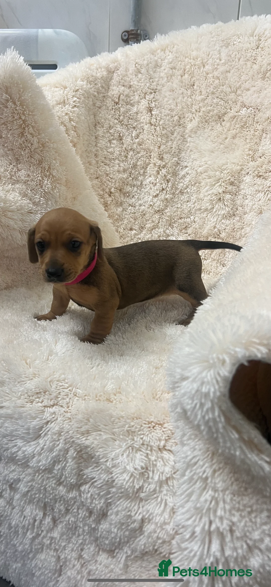 Dachshund dogs for sale: Tinkerbell & Chocolate’s Little sweethearts  - Advert 8