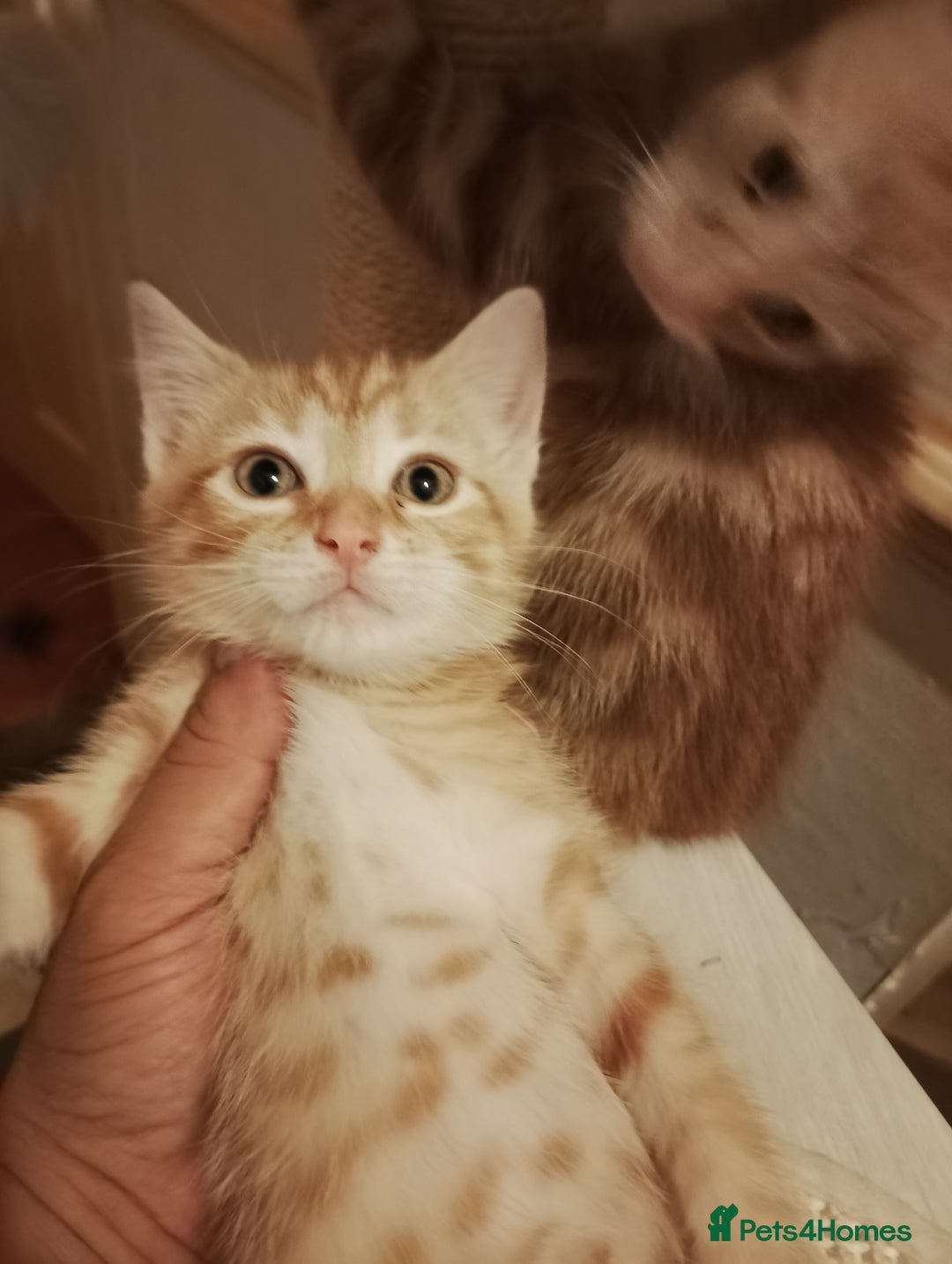 Mixed Breed cats for sale: So Cute and Beautiful Kittens  - Image 5