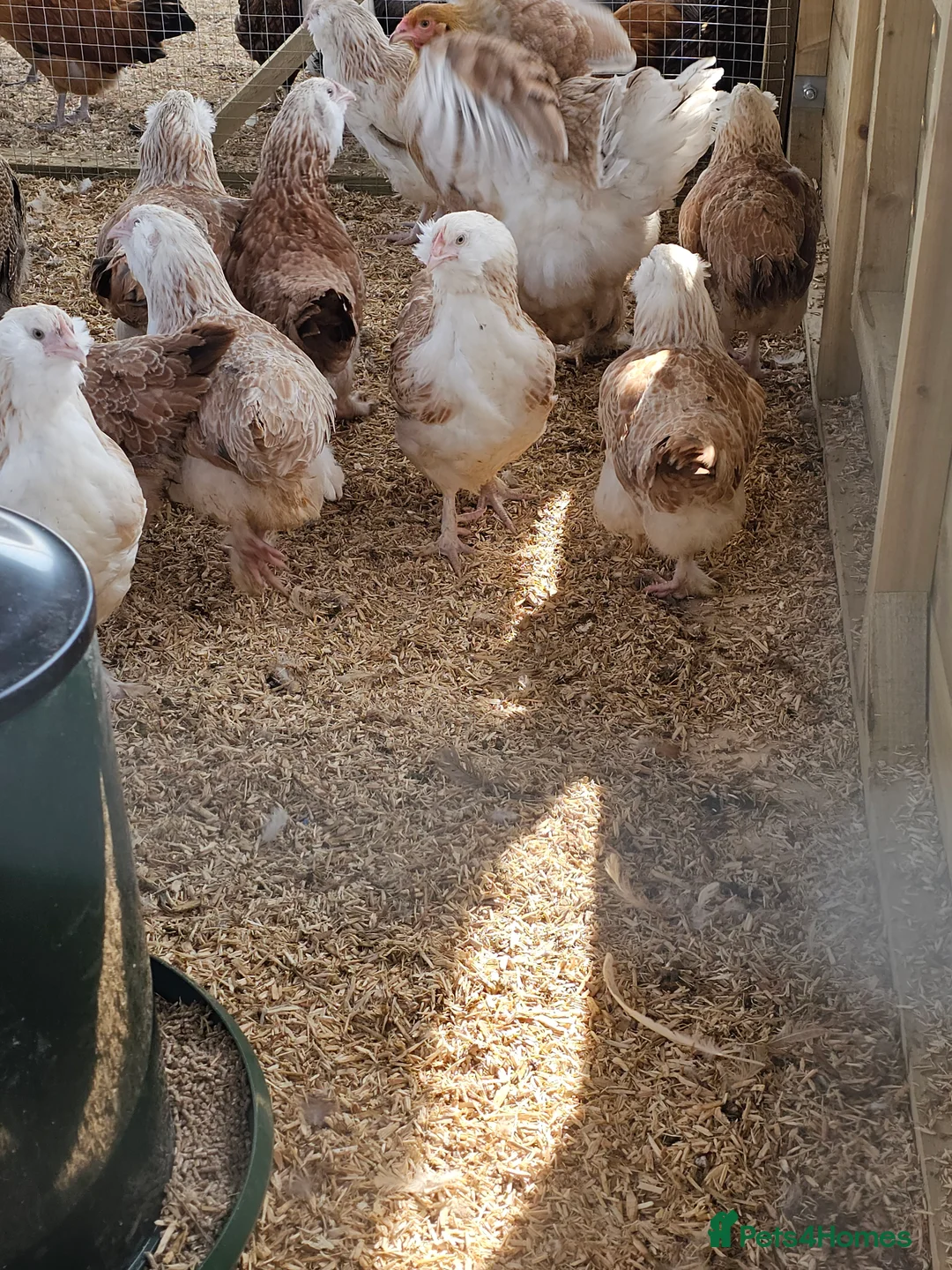 Chickens poultry for sale: Pure breed bantams and large fowl - Advert 7