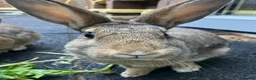 Mixed Breed rabbits for sale: Experienced Home for Bonded Rabbits - Advert 7