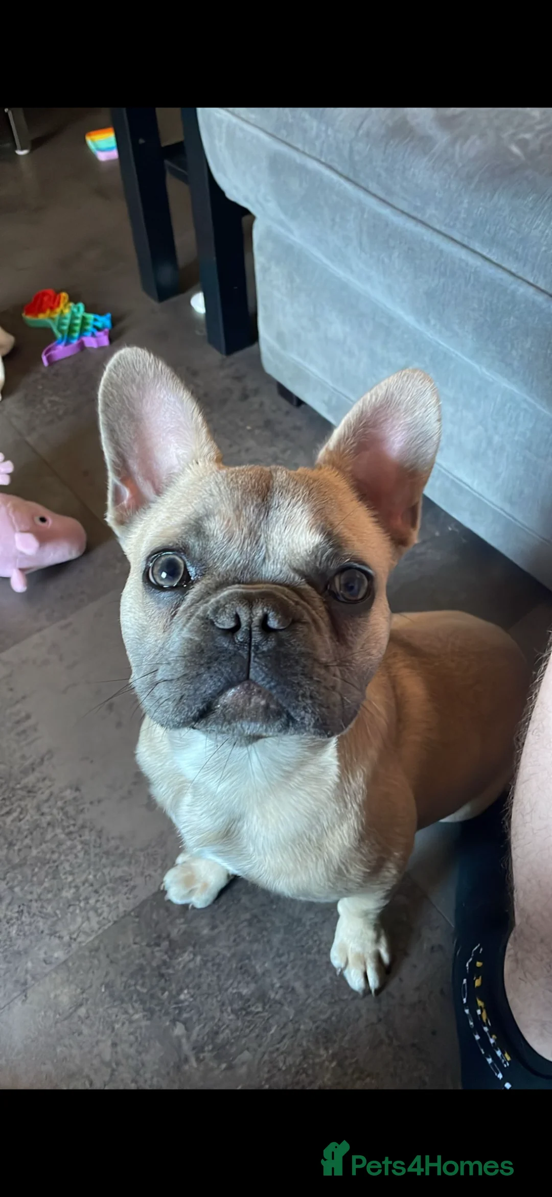 French Bulldog dogs for stud: Handsome Frenchie STUD - Advert 1