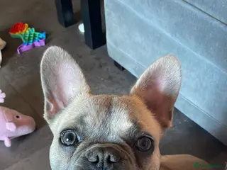 French Bulldog dogs Handsome Frenchie STUD - Advert 1