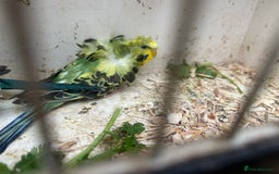 Budgerigars birds for sale: Black Wings and Hagoromo Budgies for Sale - Image 5