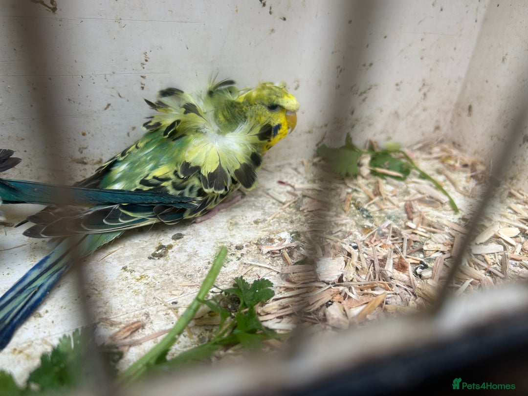 Budgerigars birds for sale: Black Wings and Hagoromo Budgies for Sale - Image 5