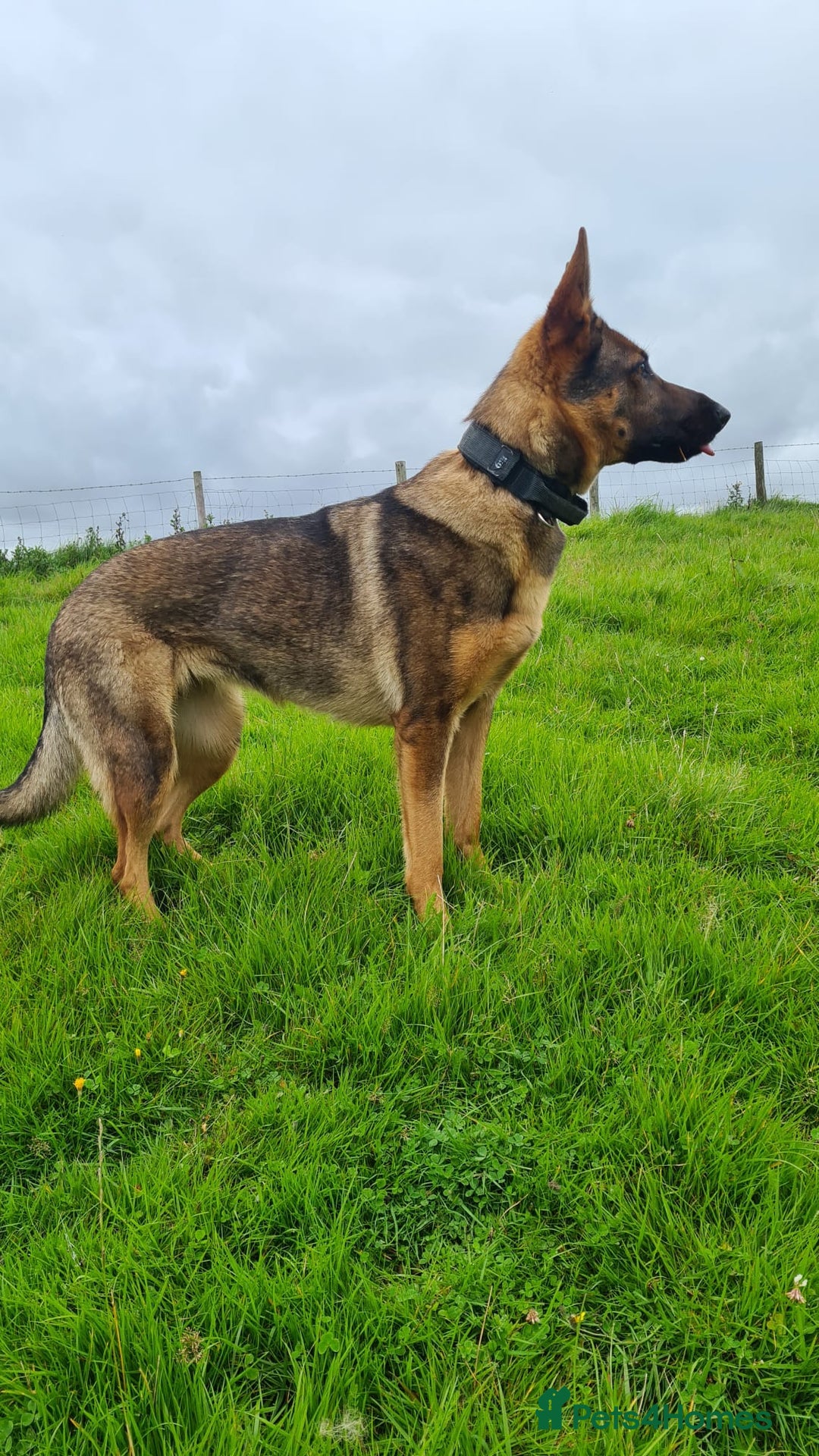 German Shepherd dogs for sale: Working line GSD pups  - Advert 5