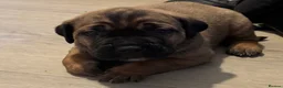Cane Corso dogs for sale: Ready now 4 beautiful caneCorso pups - Advert 18
