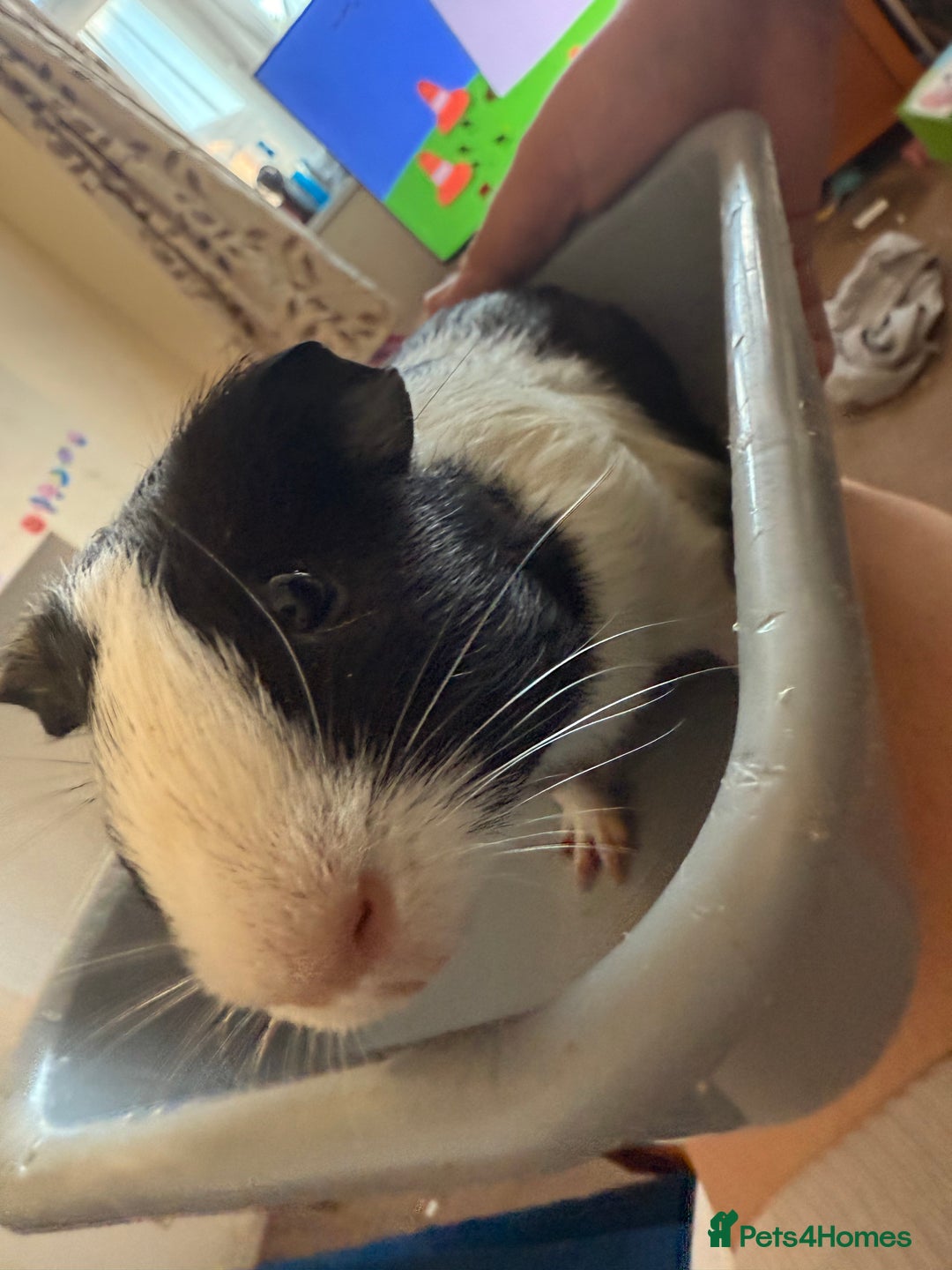 Guinea Pig rodents for sale: Lovely cuddle brothers - Image 4