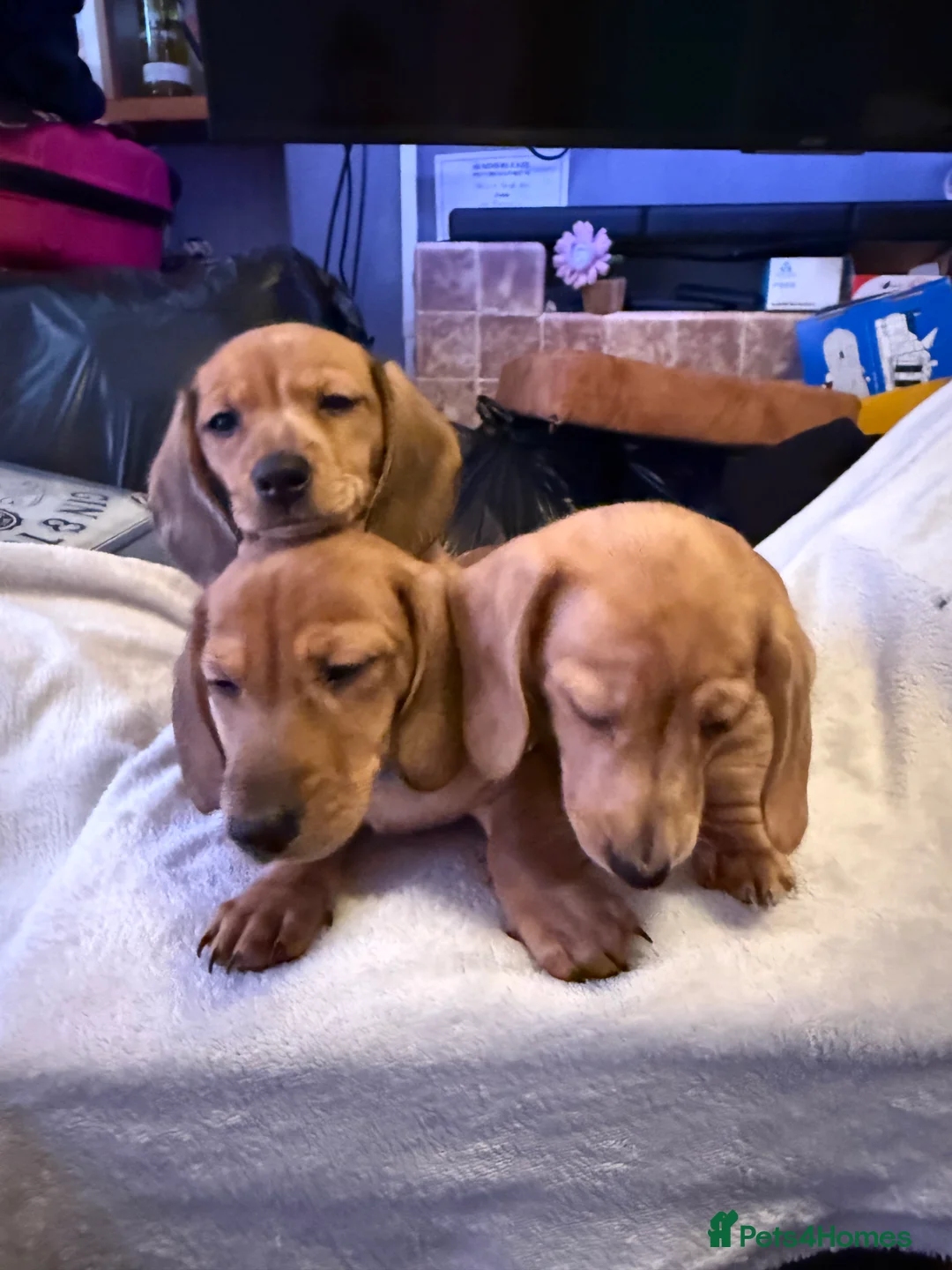 Miniature Dachshund dogs for sale: Ready now! KC miniature dachshund - Advert 8